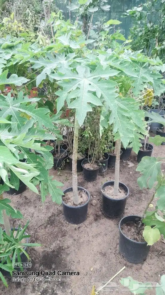 مزرعة الياسمين 8