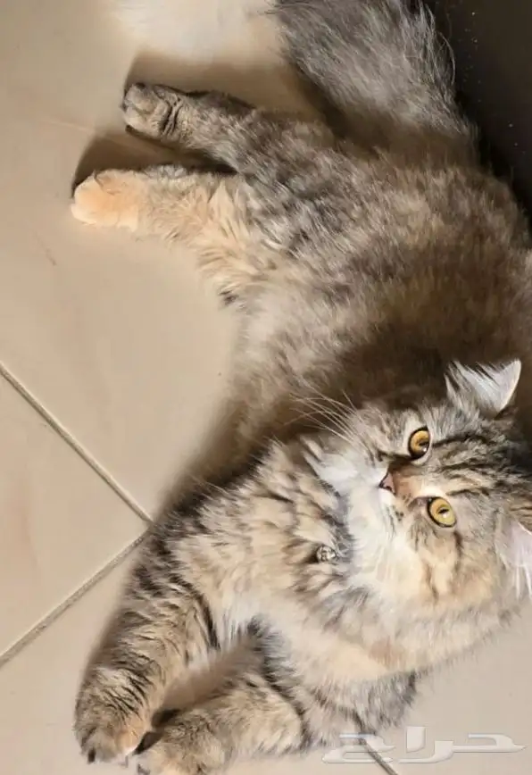 قطة معقمه للبيع 0