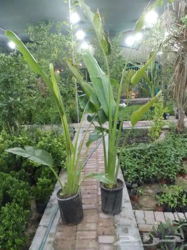 مزرعة الياسمين 6