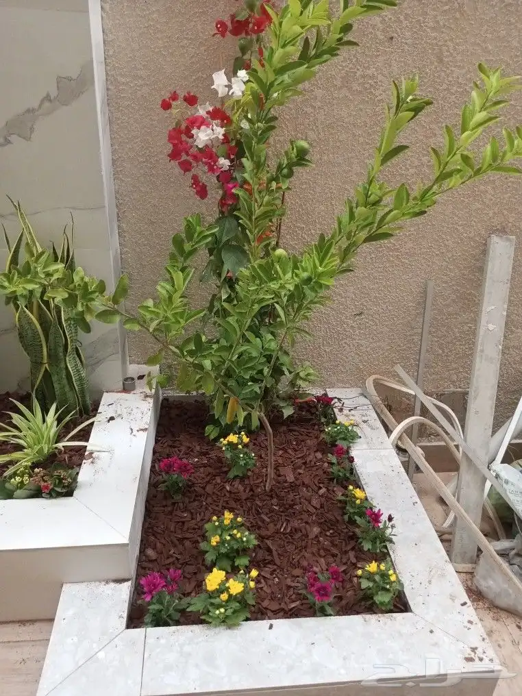 اشجار وزهور طبيعيه 0