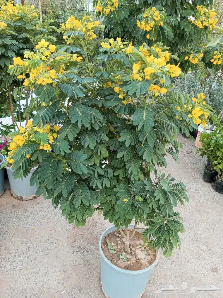 اشجار وزهور طبيعيه 3