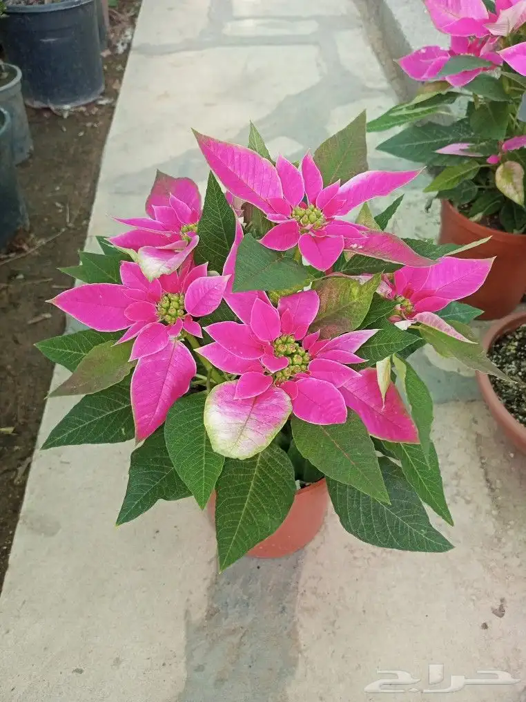 اشجار وزهور طبيعيه 2