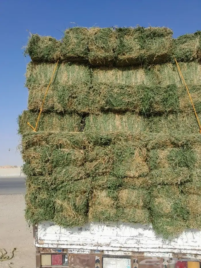 برسيم   طبرجل أخضر و صافي وناعم شرط داخل الرياض 0