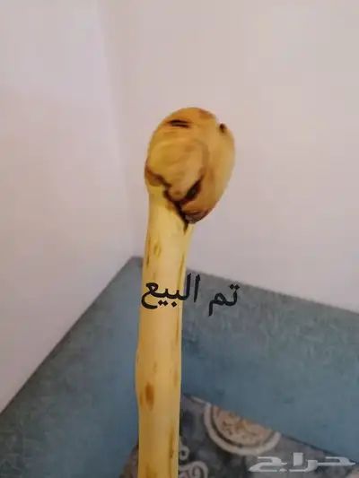 عصا للبيع ( تم البيع ) 11