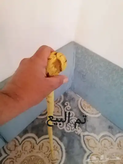 عصا للبيع ( تم البيع ) 6