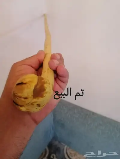 عصا للبيع ( تم البيع ) 0