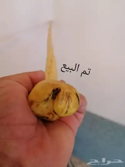 عصا للبيع ( تم البيع ) 8