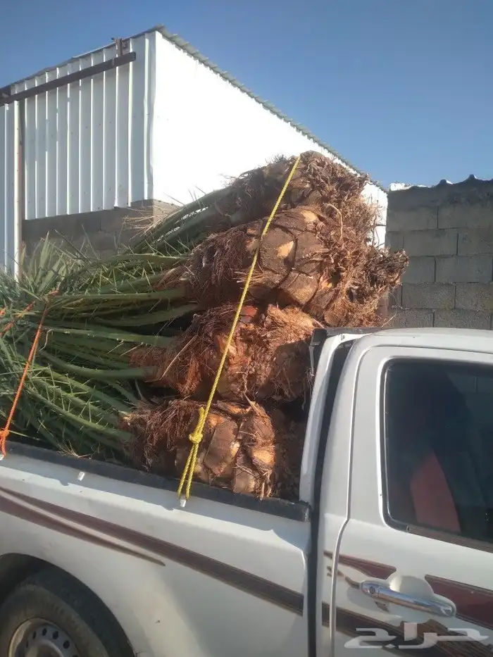 نخل البيع خلاص سكري اليوم في عفيف 5