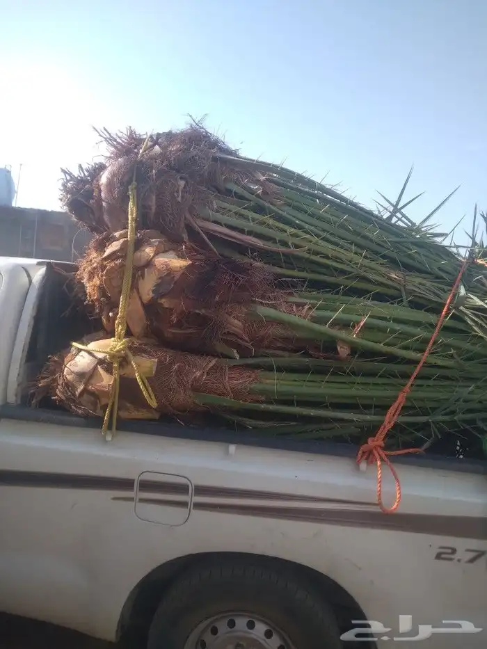 نخل البيع خلاص سكري اليوم في عفيف 7