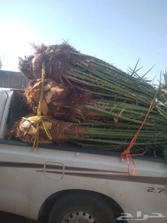 نخل البيع خلاص سكري اليوم في عفيف 6