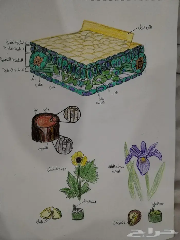 رسم كل شي بالسعر المناسب 12