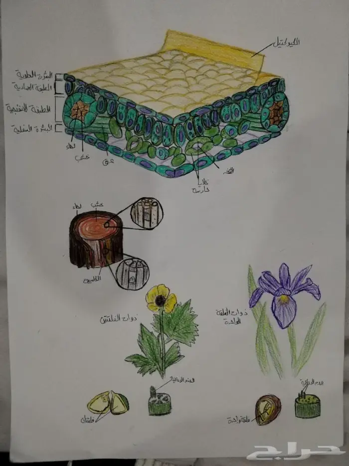 رسم كل شي بالسعر المناسب 13
