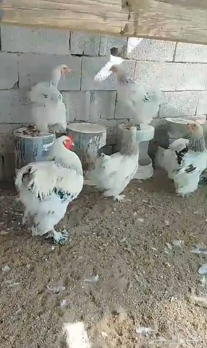 صوص فروخ دجاج براهما 2