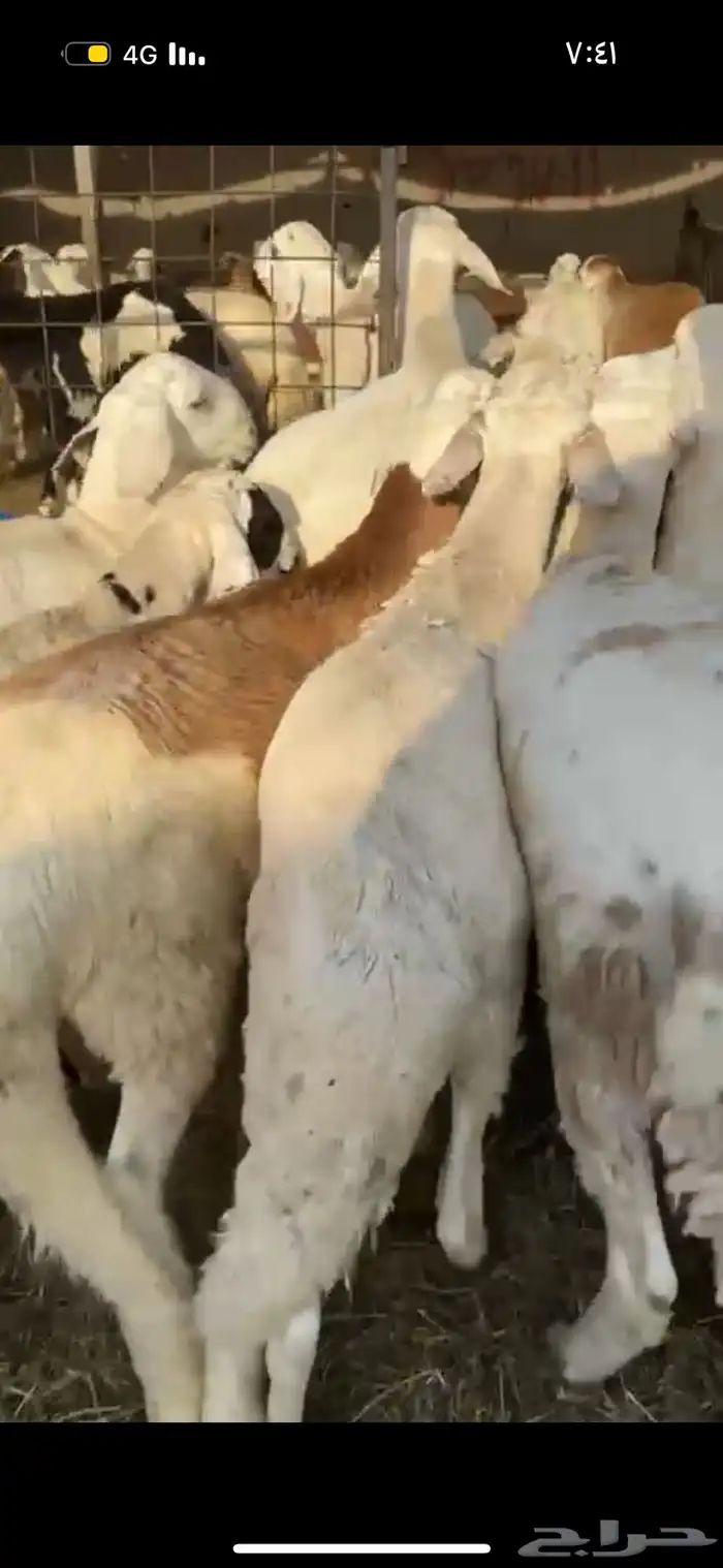 ذبايح طائفية حري-سواكني-نجدي بياض 23