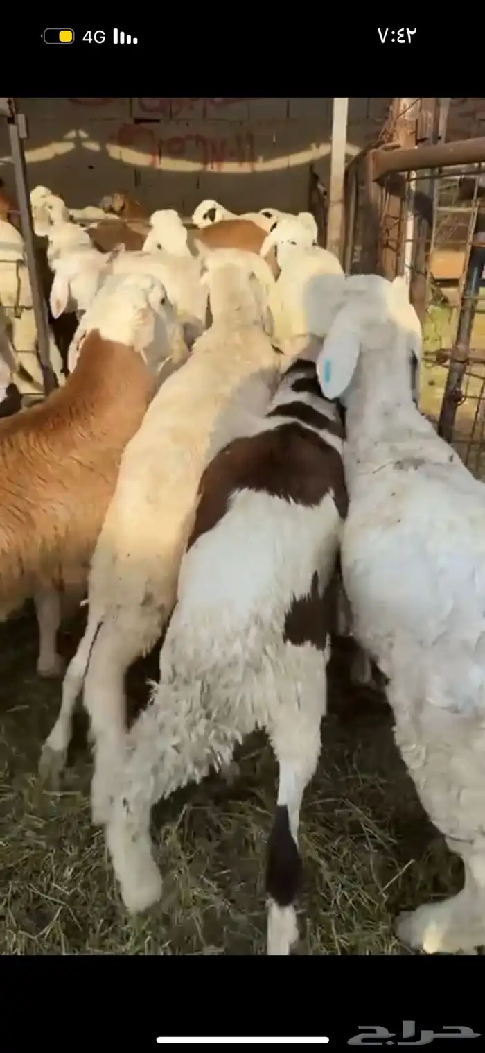 ذبايح طائفية حري-سواكني-نجدي بياض 25