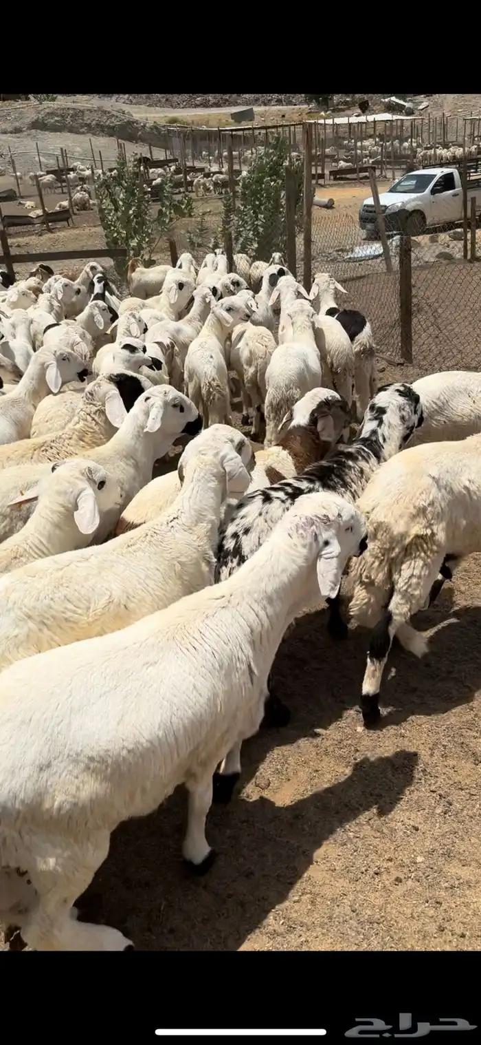 ذبايح طائفية حري-سواكني-نجدي بياض 45