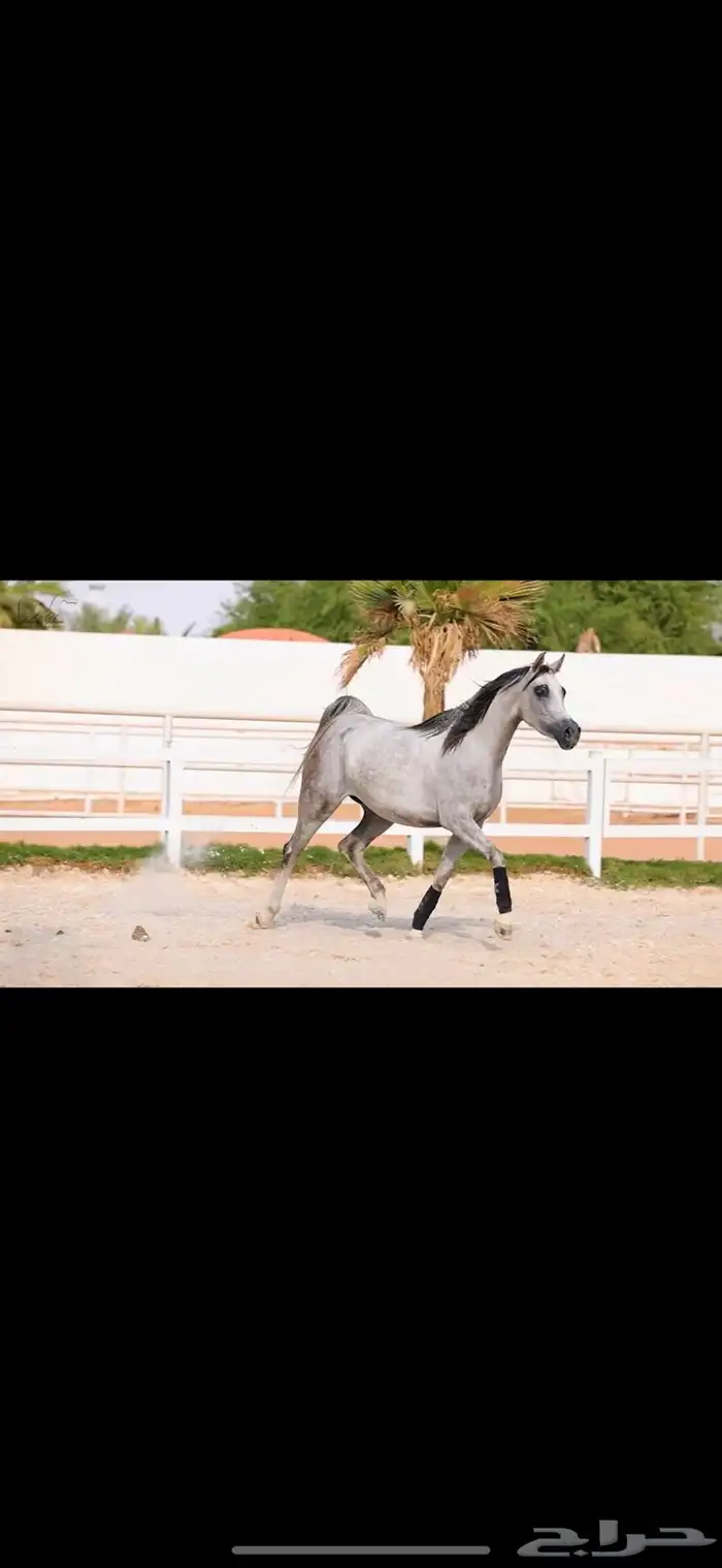 فرس واهو مكس (مبيوعه) 2