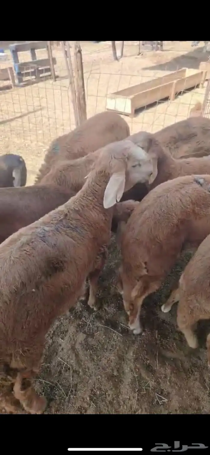 ذبايح طائفية حري-سواكني-نجدي بياض 6