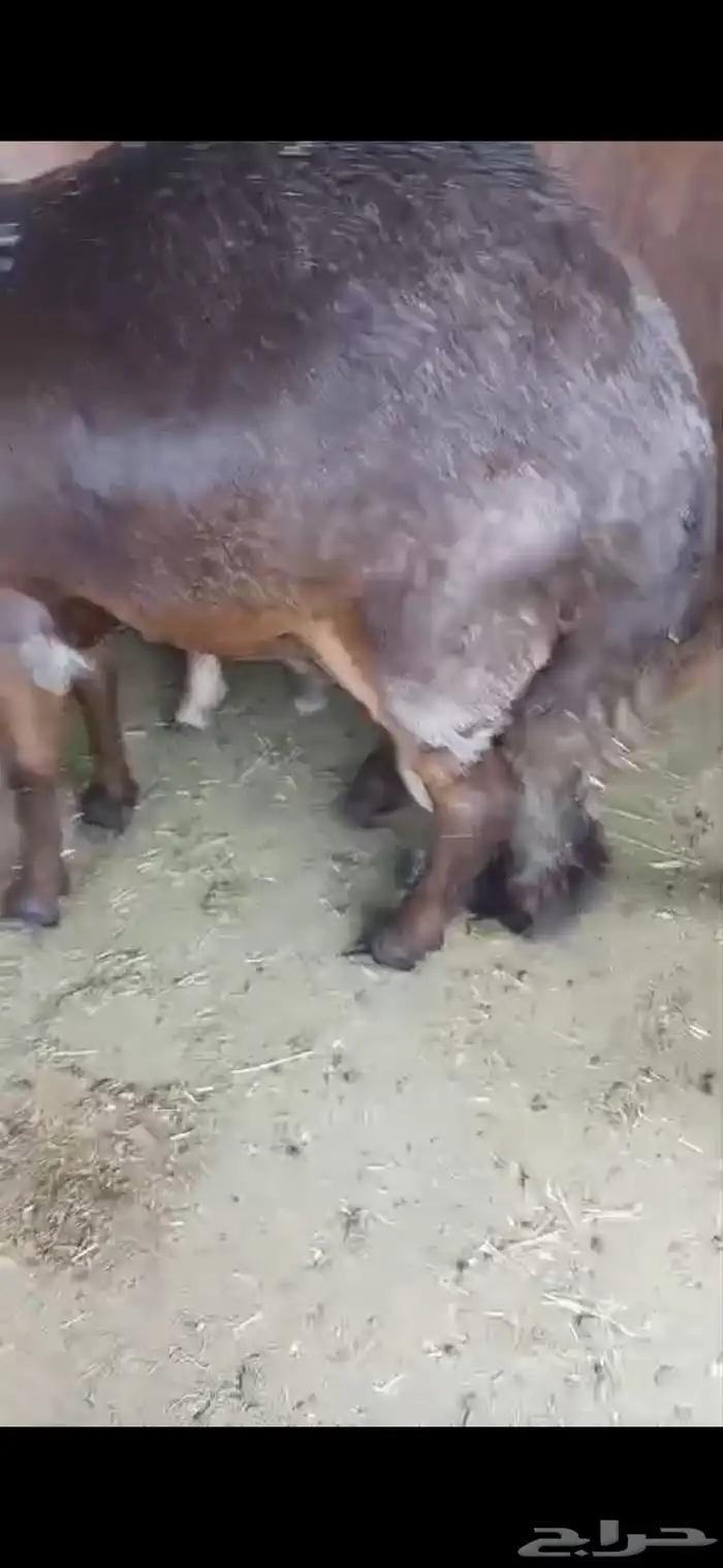 ذبايح طائفية حري-سواكني-نجدي بياض 32