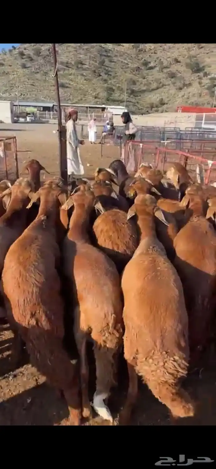 ذبايح طائفية حري-سواكني-نجدي بياض 0