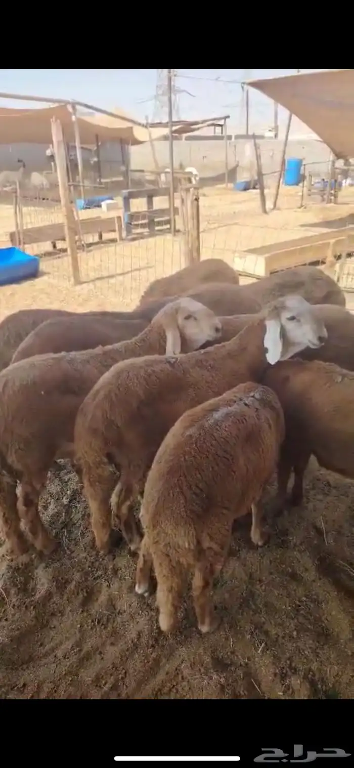 ذبايح طائفية حري-سواكني-نجدي بياض 7