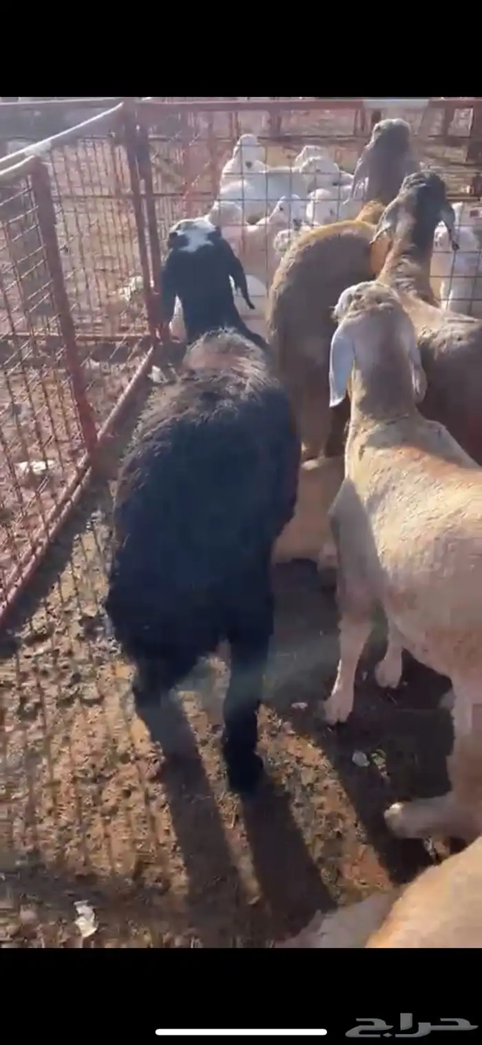 ذبايح طائفية حري-سواكني-نجدي بياض 4