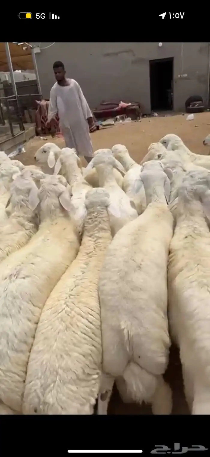 ذبايح طائفية حري-سواكني-نجدي بياض 16