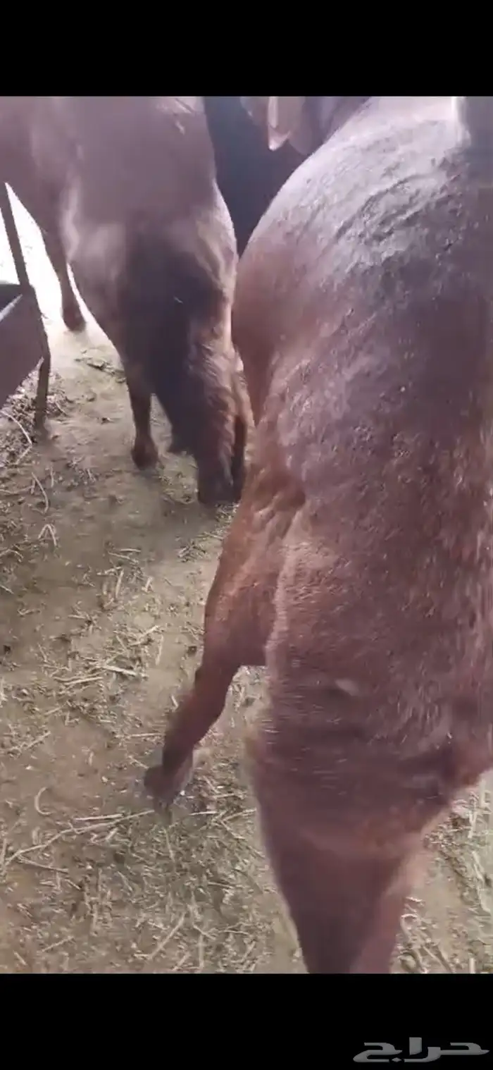 ذبايح طائفية حري-سواكني-نجدي بياض 30