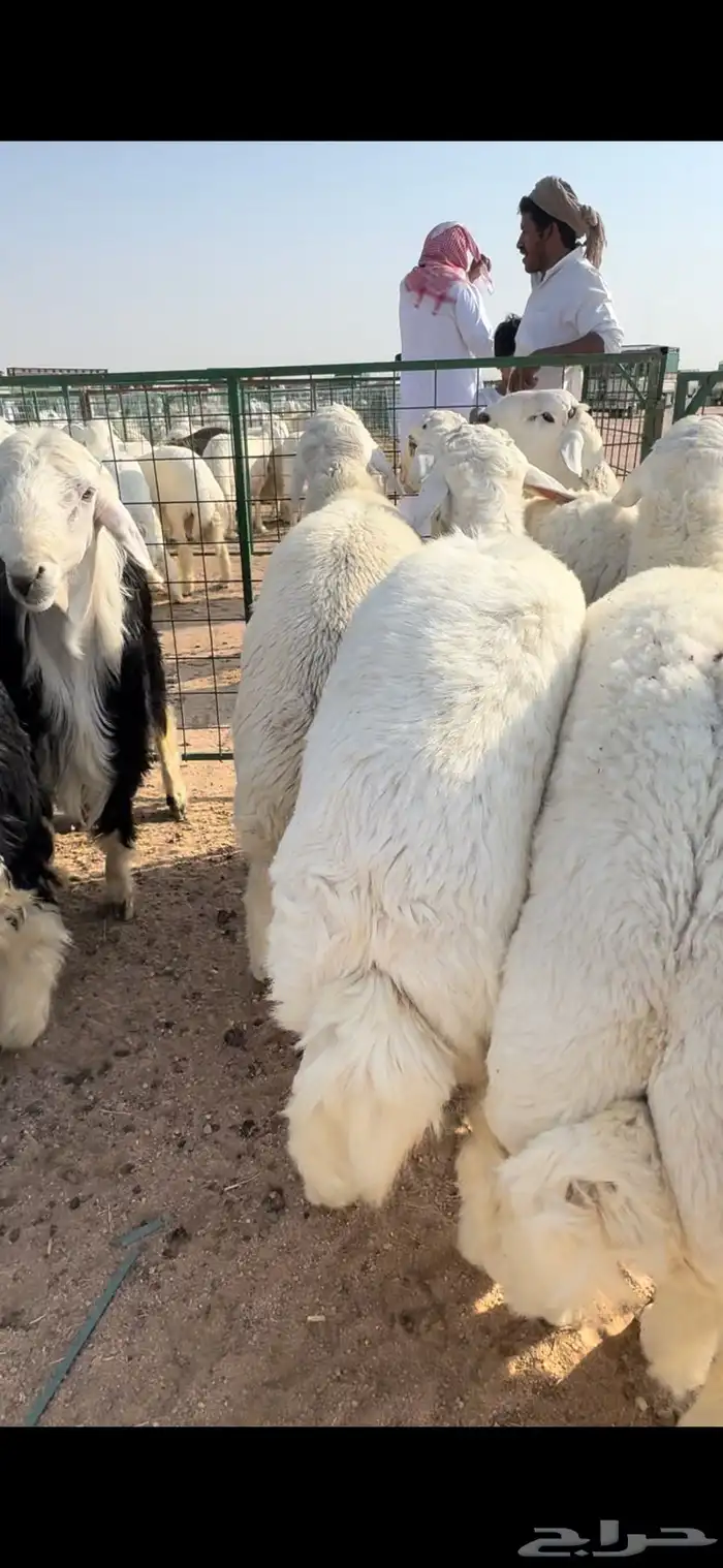 ذبايح طائفية حري-سواكني-نجدي بياض 14