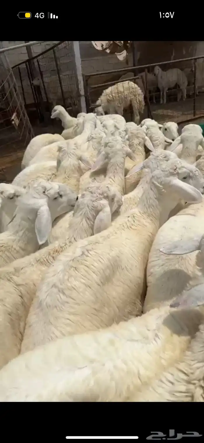 ذبايح طائفية حري-سواكني-نجدي بياض 19