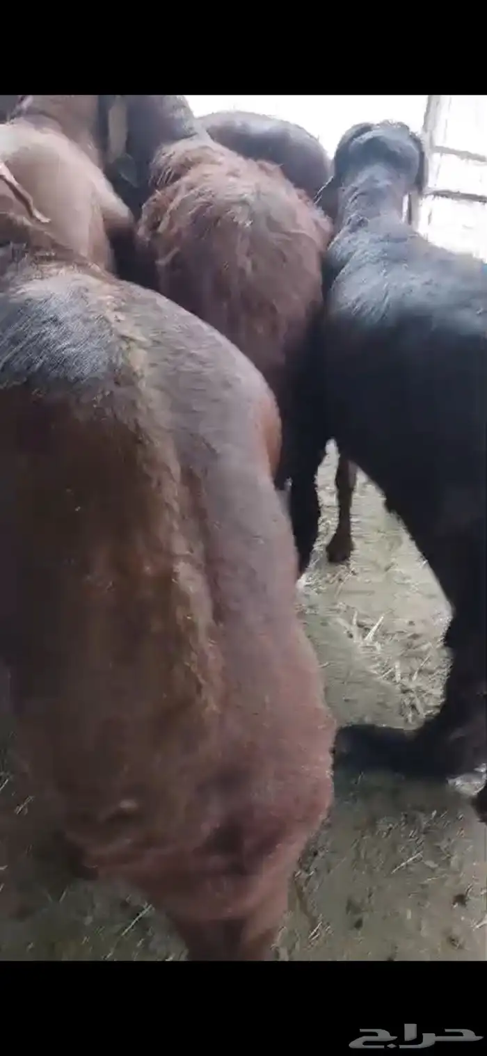 ذبايح طائفية حري-سواكني-نجدي بياض 28