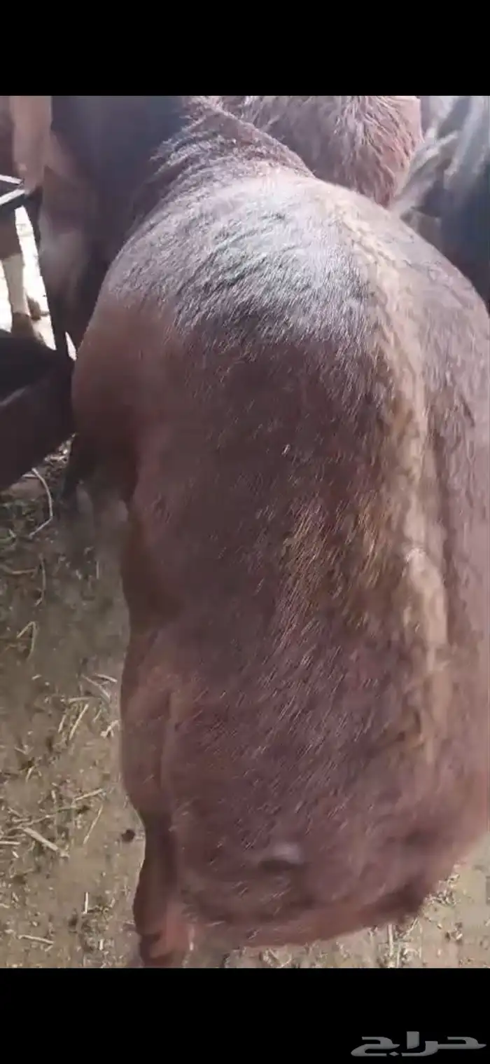 ذبايح طائفية حري-سواكني-نجدي بياض 27