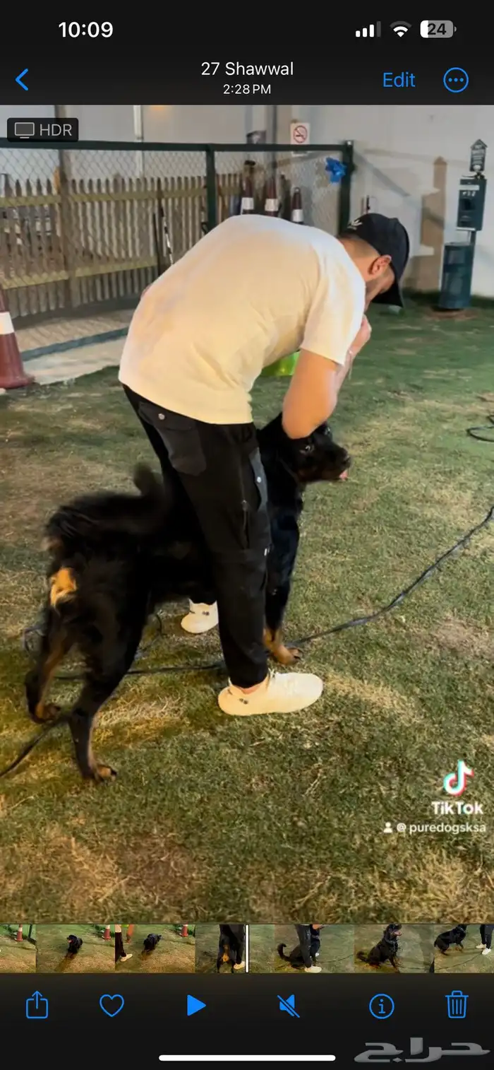 مدرب كلاب بالمنزل 5