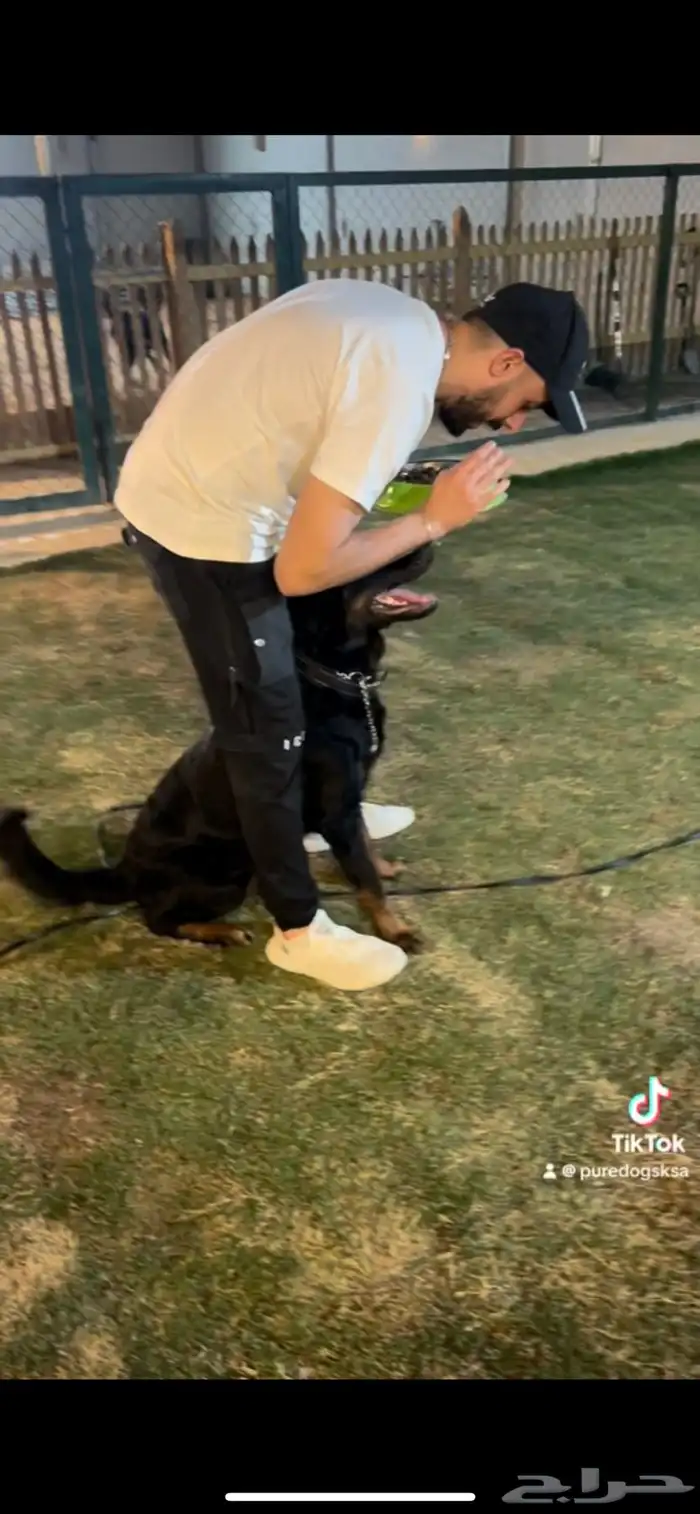 مدرب كلاب بالمنزل 9