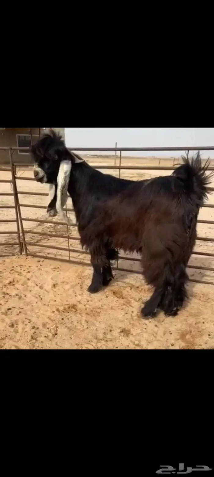 تم البيع الله يبارك للجميع 1