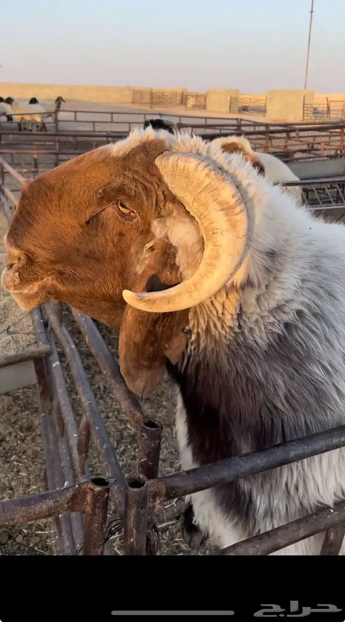 شياه 5 مضاريع غنم نعيم صنف 7