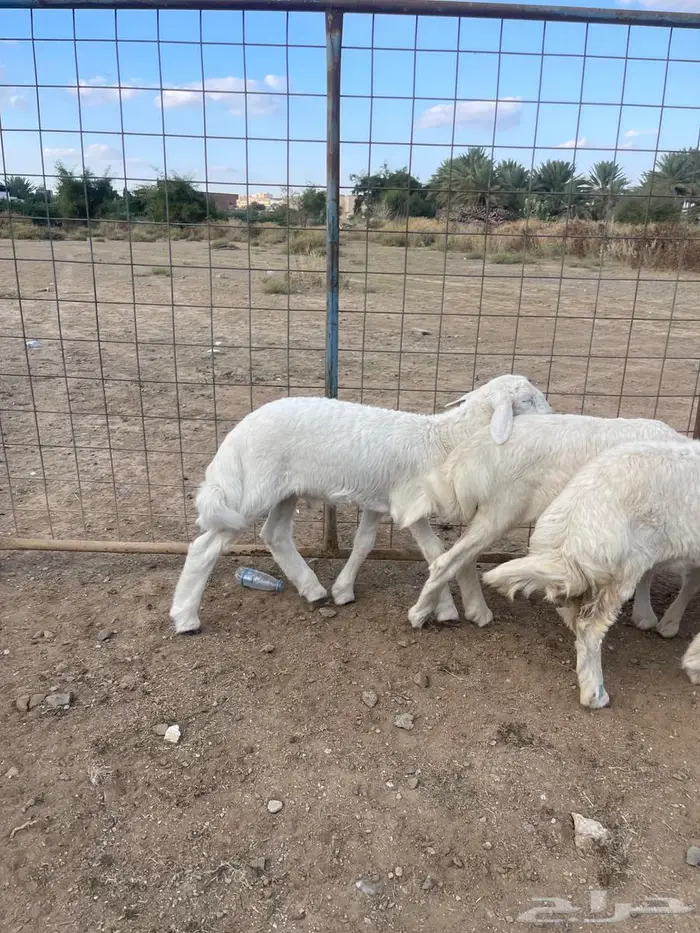 طلي و رخال تم البيع 4