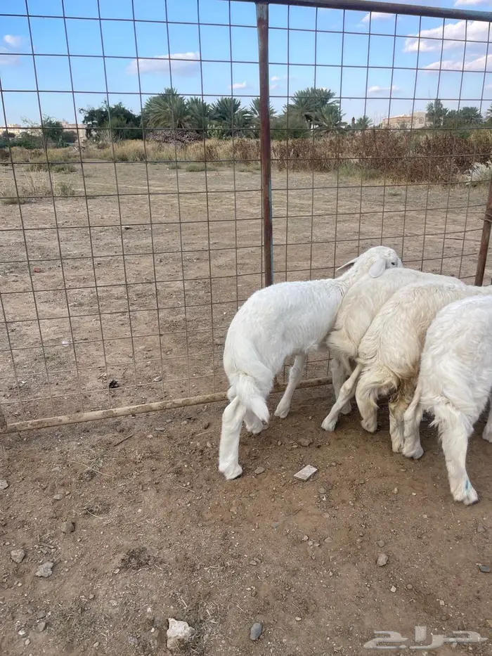 طلي و رخال تم البيع 5