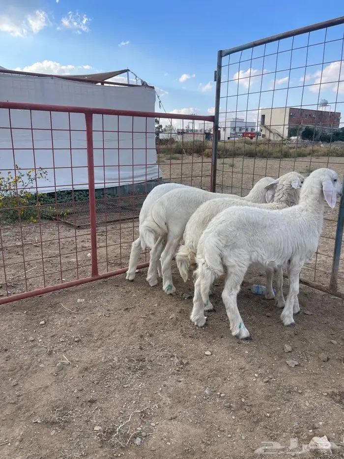 طلي و رخال تم البيع 3