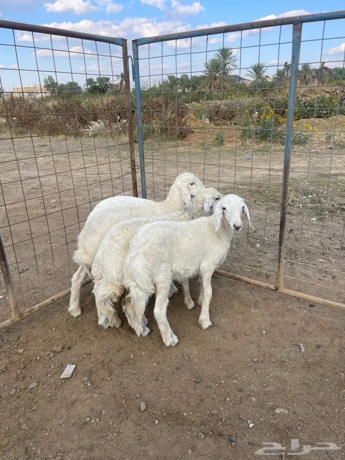 طلي و رخال تم البيع 2