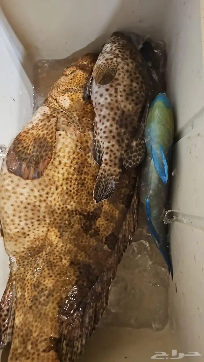 سمك بحري يومي طازج 5