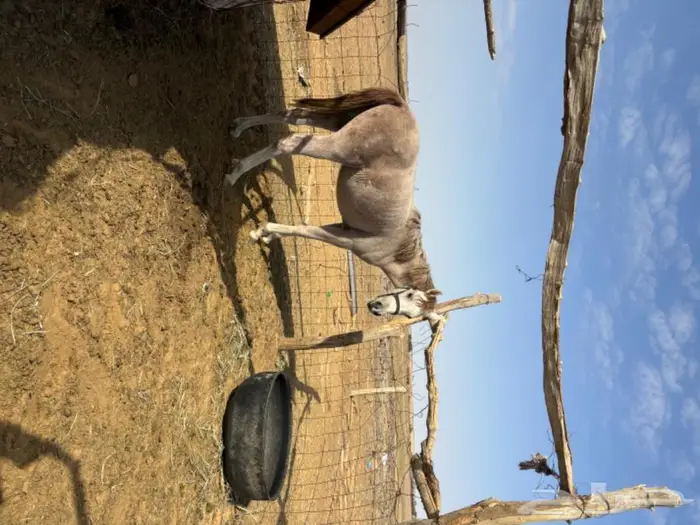 مهر شعبي 1