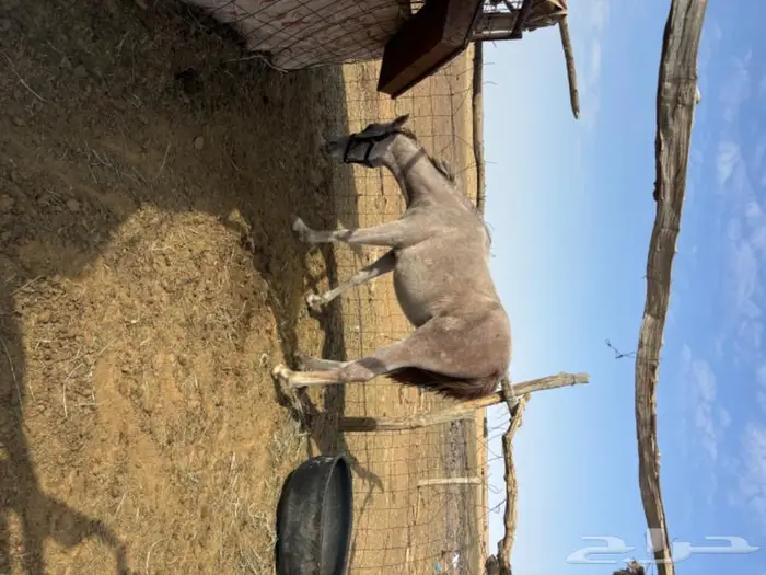 مهر شعبي 0