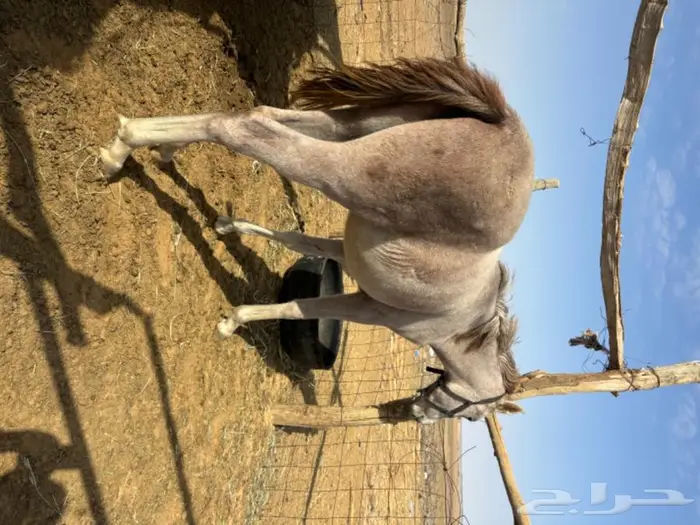مهر شعبي 2
