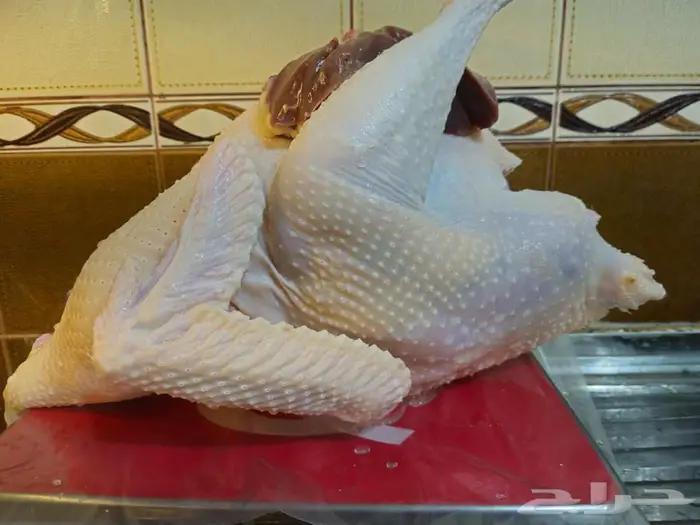 ديك رومي ذبح عند الطلب 4