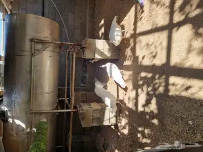 طاؤؤس أبيض للبيع 0