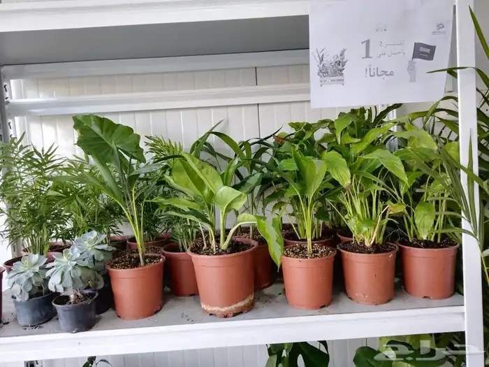 تنسيق حدائق 9