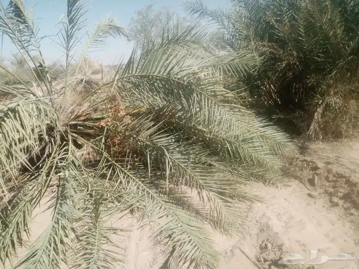 جريد نخيل للبيع 2