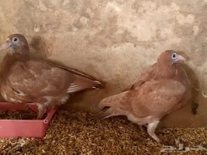 زغاليل حمام لاحم فرنسي وزاجل 2