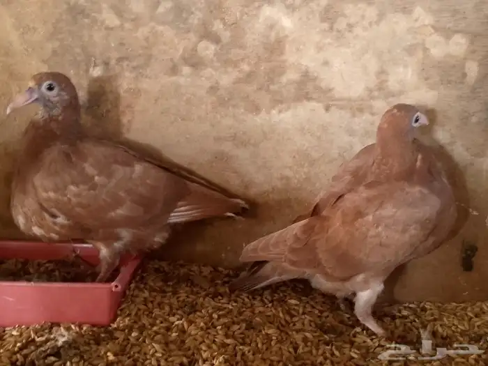 زغاليل حمام لاحم فرنسي وزاجل 5